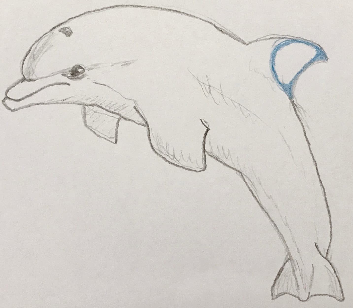 Dolphin with D for dorsal (Fin)